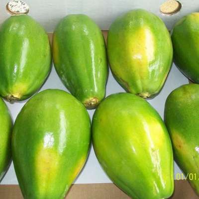 Fresh Quality Papaya Raw Unripe Whole Pawpaw